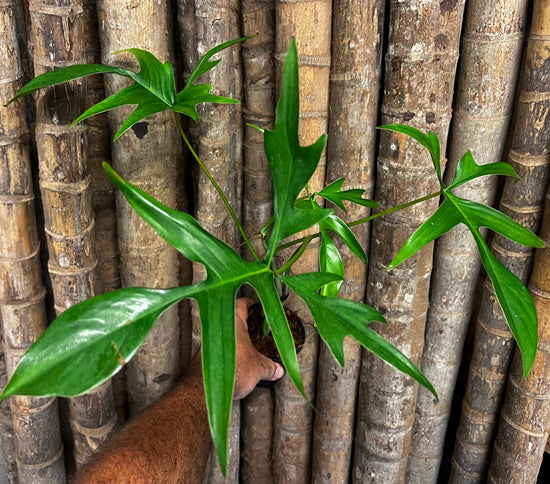 Philodendron &