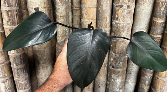 Philodendron &
