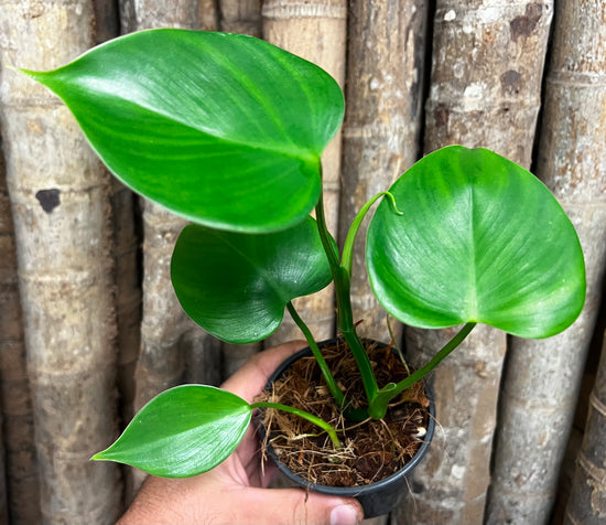 Philodendron &