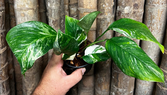 Monstera lechleriana &