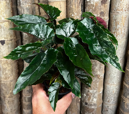 Begonia &