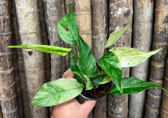 Monstera laniata &
