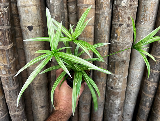 Cyperus alternifolius &