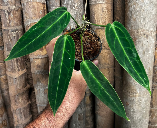 Anthurium &