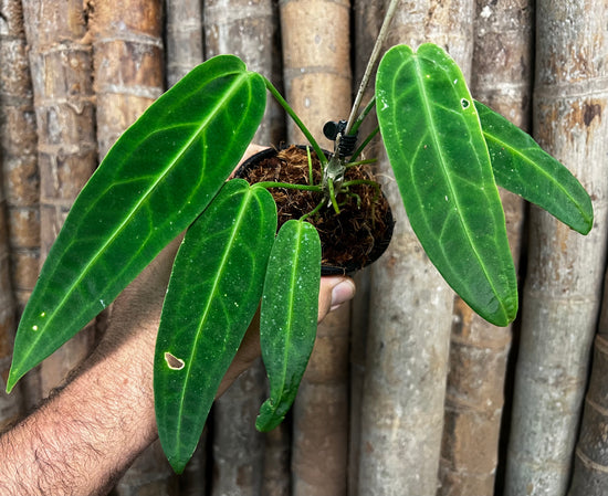 Anthurium &