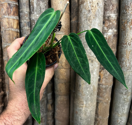 Anthurium &