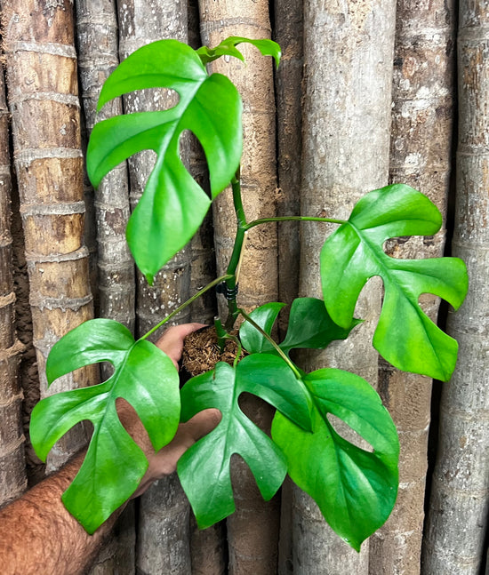 Rhaphidophora &