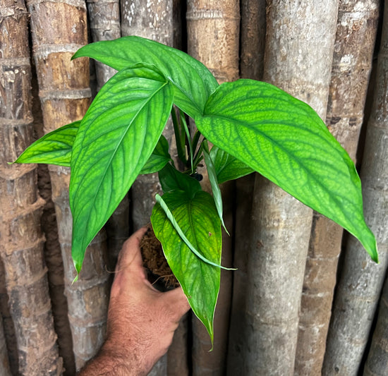 Monstera &
