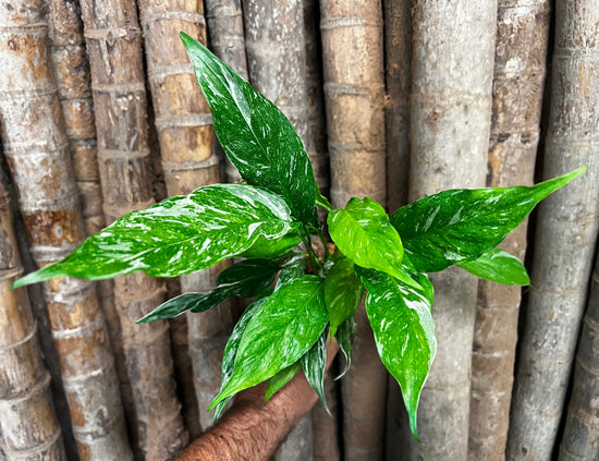 Spathiphyllum &