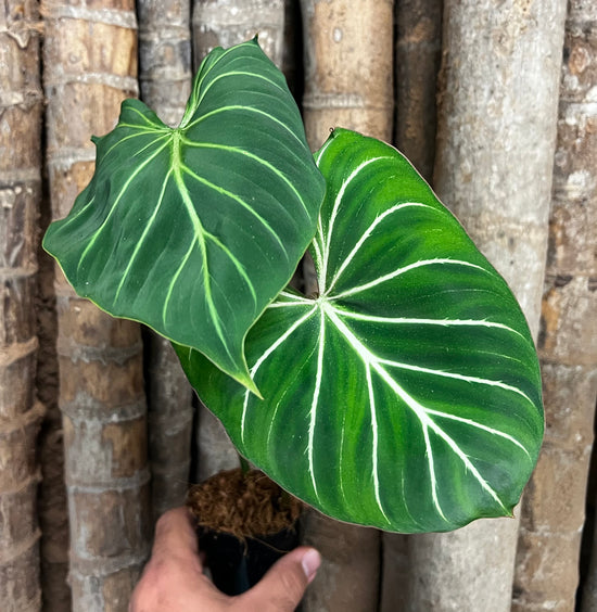 Philodendron gloriosum &