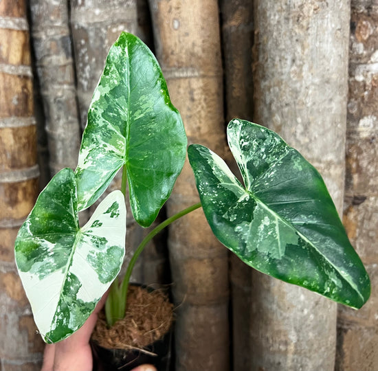 Alocasia &
