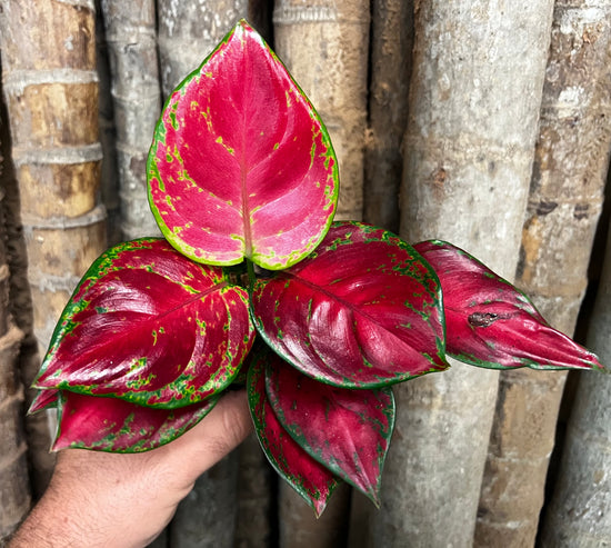 Aglaonema &