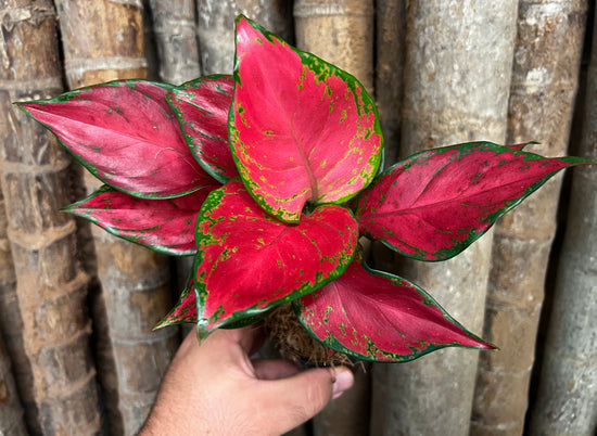 Aglaonema &