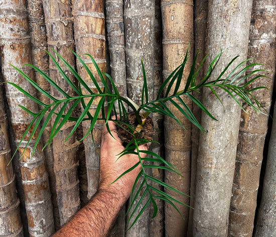 Philodendron &