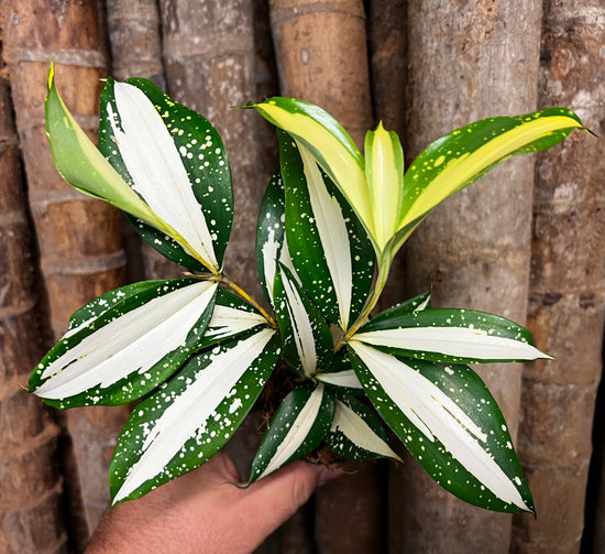 Dracaena &