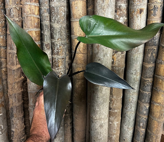 Philodendron &
