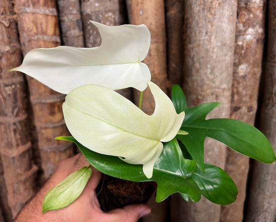 Philodendron &