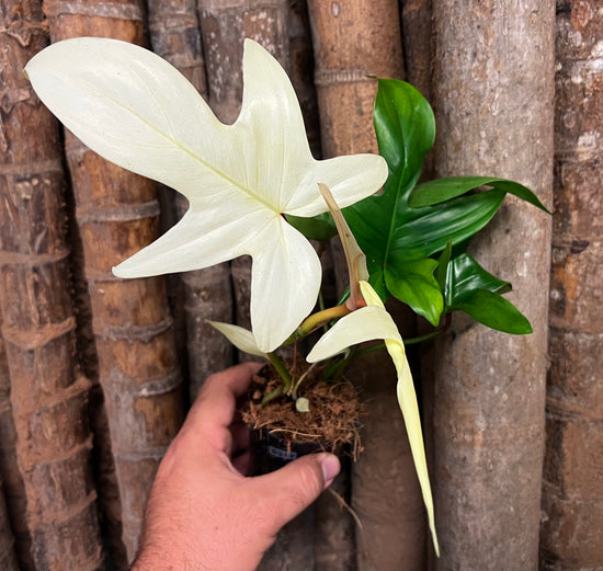 Philodendron &