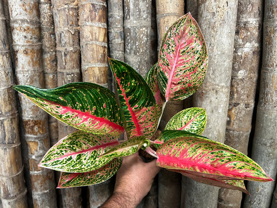 Aglaonema &