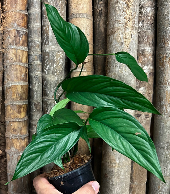 Monstera &