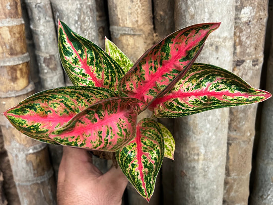 Aglaonema &