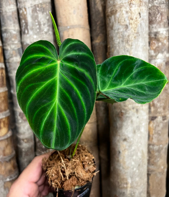 Philodendron verrucosum &