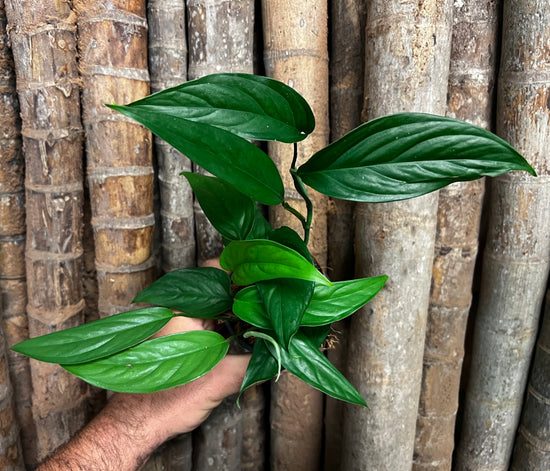 Monstera &