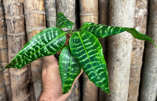 Dracaena &