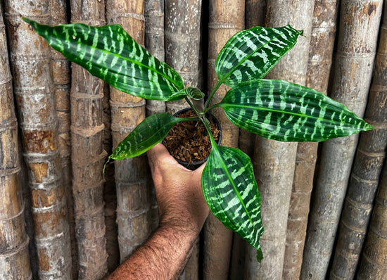 Dracaena &