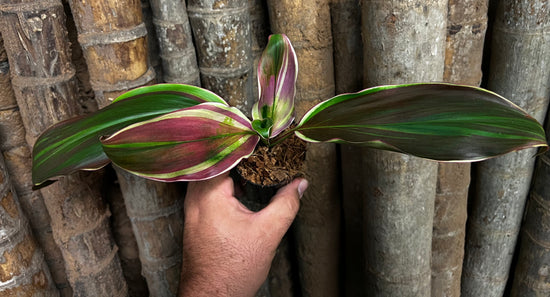 Cordyline &