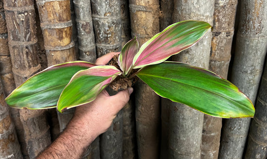 Cordyline &