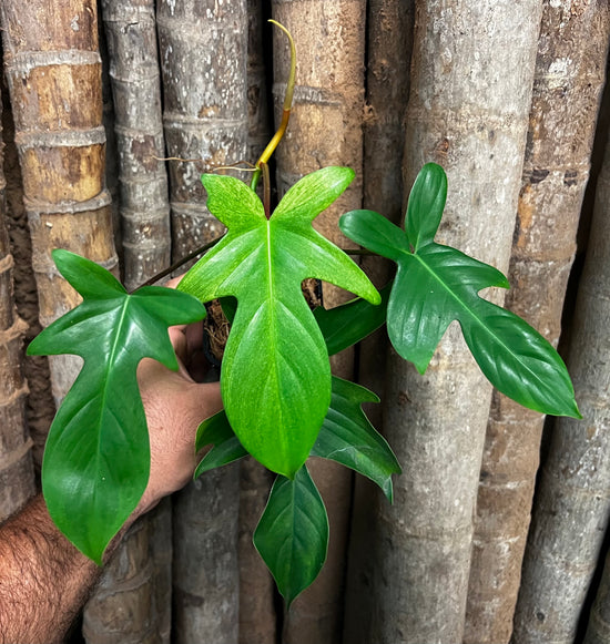 Philodendron &
