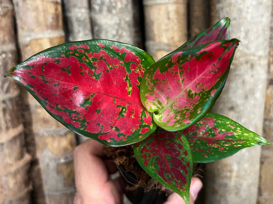 Aglaonema &