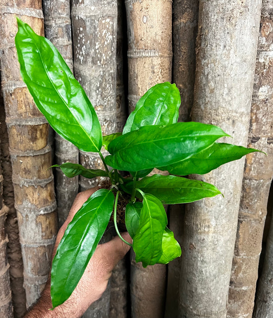 Monstera obqliua &