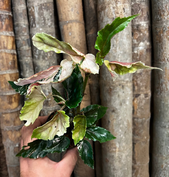 Begonia &