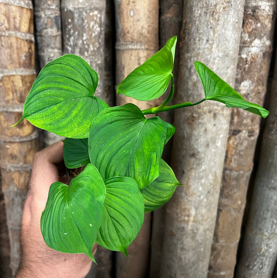 Philodendron &
