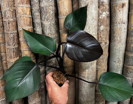 Philodendron &