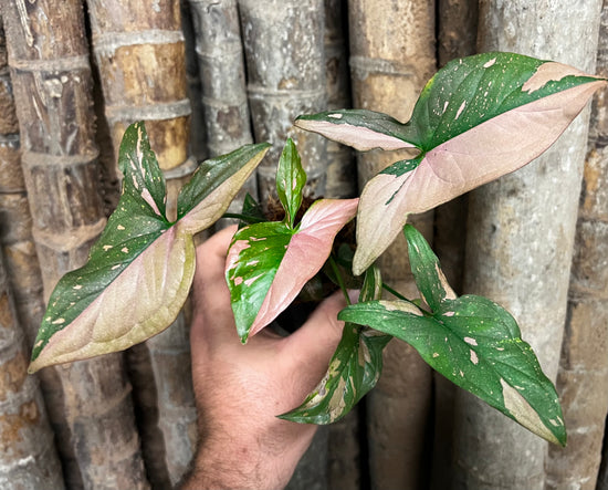 Syngonium &
