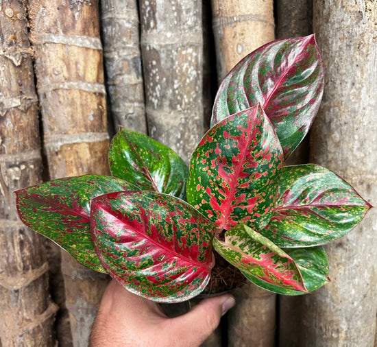 Aglaonema &