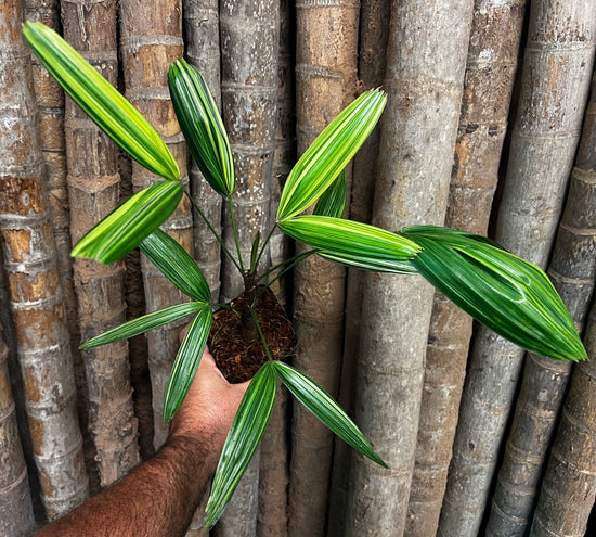 Rhapis Palm &
