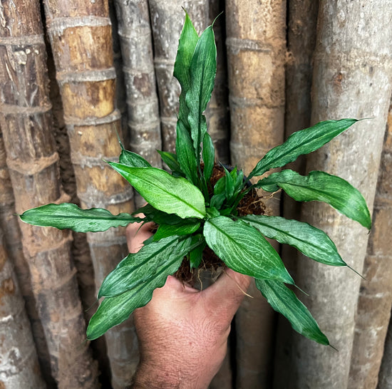 Spathiphyllum &
