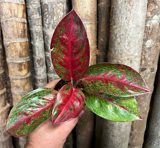Aglaonema &