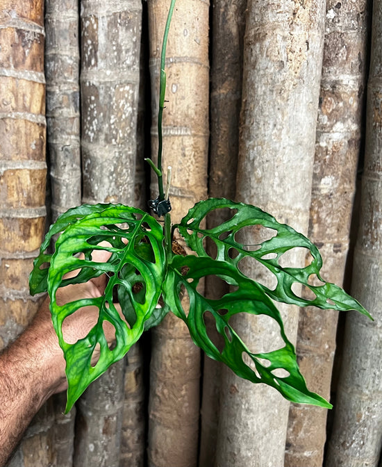 Monstera obqliua &