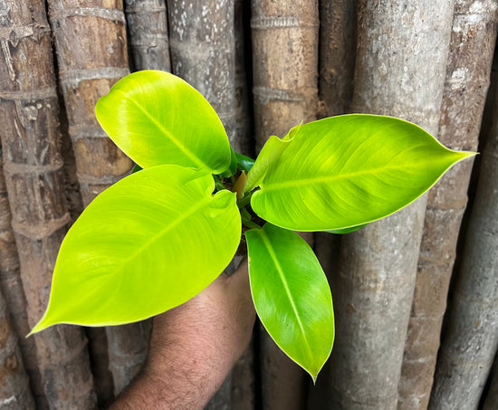 Philodendron &