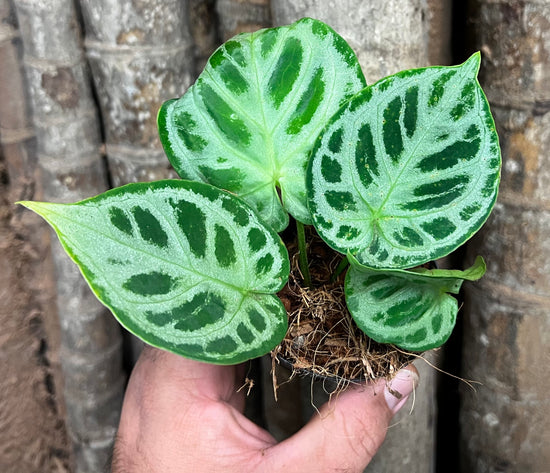 Anthurium &