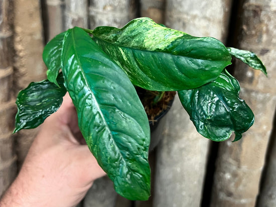 Rhaphidophora perbula &