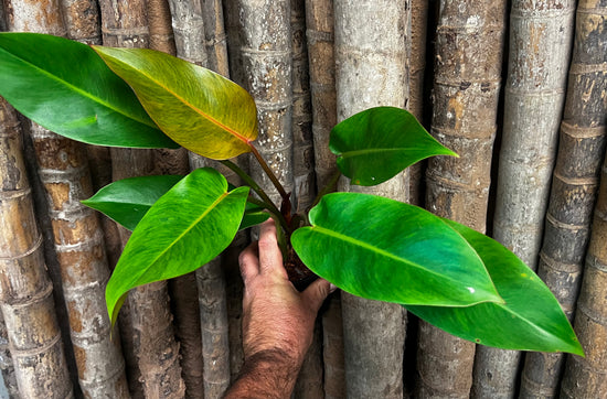 Philodendron &