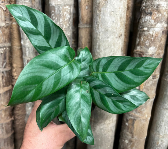 Calathea &