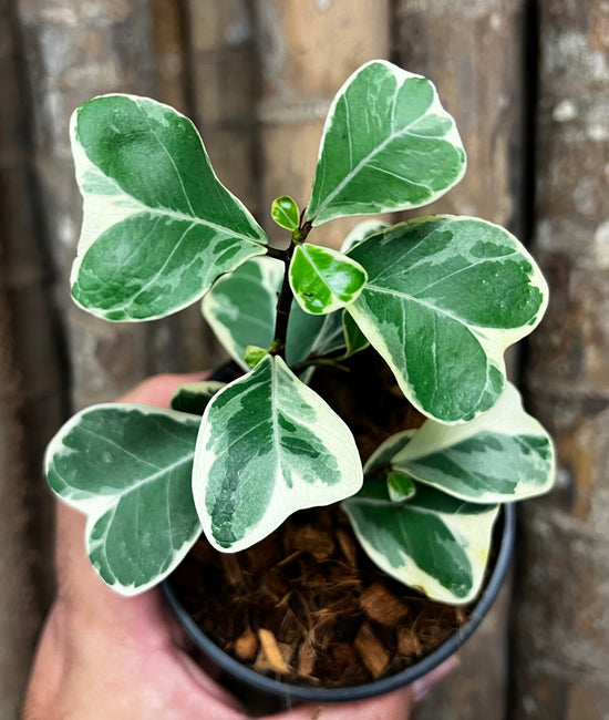 Ficus triangularis &