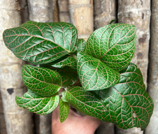 Fittonia &